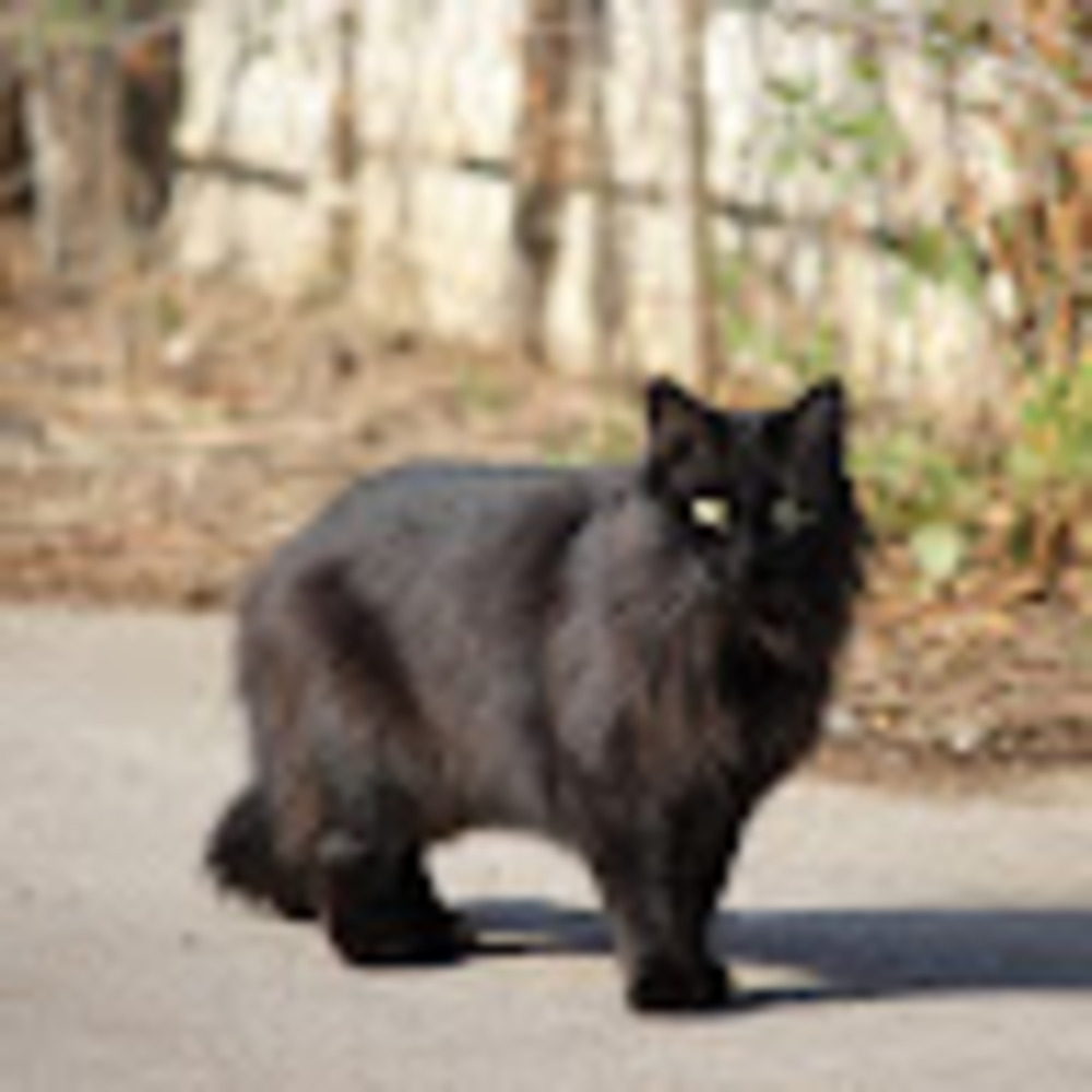 Meet your Posher, Meow